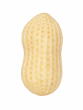 Peanut Squishy | Soft, Squeezy & Fun!